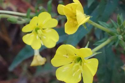 <i>Oenothera parviflora</i>