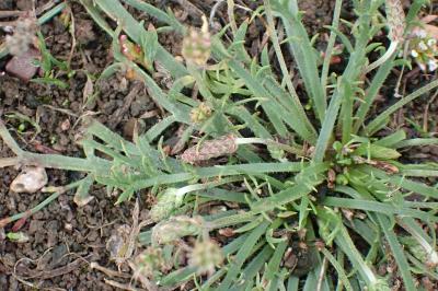 <i>Plantago coronopus</i>