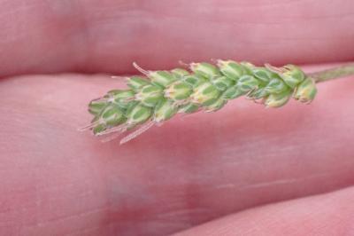 <i>Plantago coronopus</i>