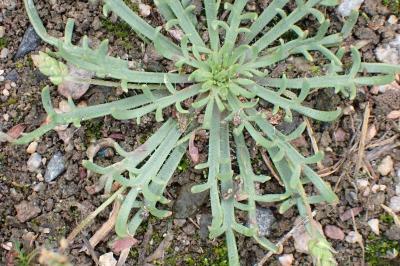 <i>Plantago coronopus</i>