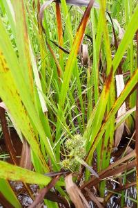 <i>Sparganium erectum</i>