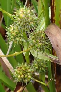 <i>Sparganium erectum</i>