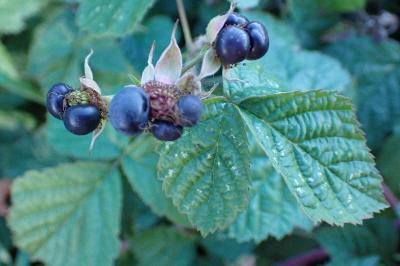 <i>Rubus caesius</i>