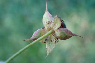 <i>Rubus caesius</i>