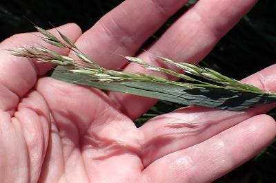 <i>Arrhenatherum elatius</i>
