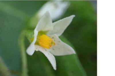 <i>Solanum nigrum</i>