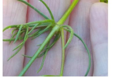 <i>Spergula arvensis</i>