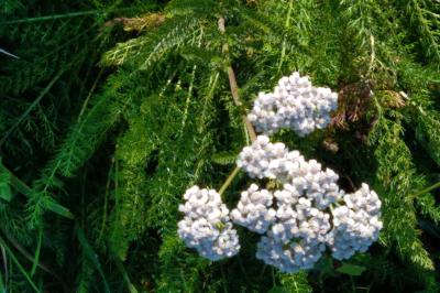 Achillea millefolium