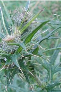 <i>Cirsium vulgare</i>