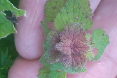 <i>Lamium purpureum</i>