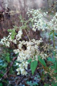 <i>Filipendula ulmaria</i>