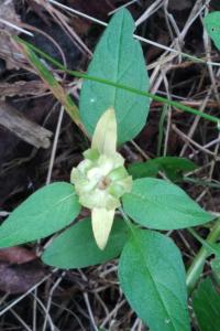 <i>Prunella vulgaris</i>