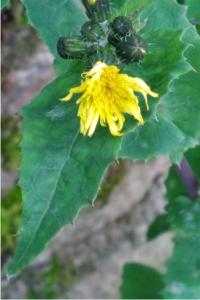 <i>Sonchus oleraceus</i>