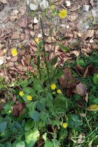 <i>Lapsana communis</i>