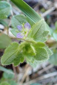<i>Veronica hederifolia</i>