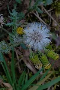 <i>Senecio vulgaris</i>