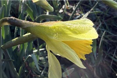 <i>Narcissus pseudonarcissus subsp. pseudonarcissus</i>