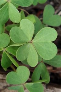 <i>Oxalis stricta</i>