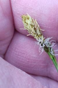 <i>Carex caryophyllea</i>