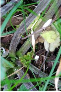 <i>Ranunculus repens</i>