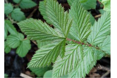 <i>Filipendula ulmaria</i>