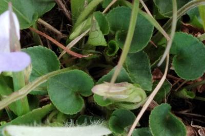 <i>Viola palustris</i>