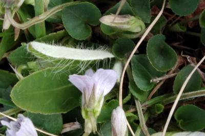 <i>Viola palustris</i>