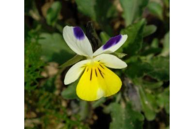 <i>Viola arvensis</i>