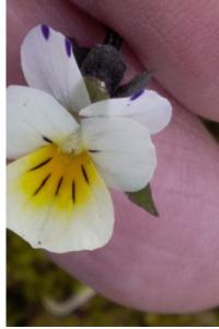 <i>Viola arvensis</i>