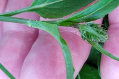 <i>Phyteuma spicatum</i>