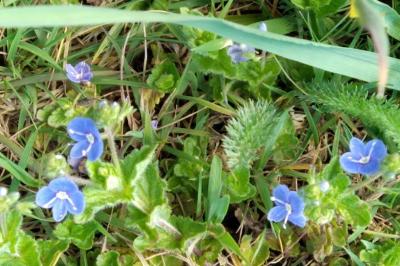 <i>Veronica chamaedrys</i>