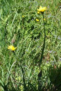 <i>Tragopogon pratensis</i>