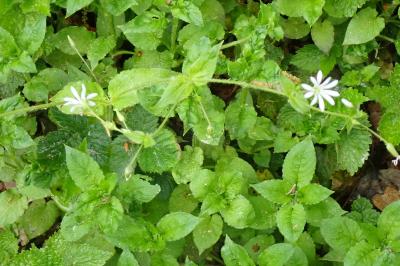 <i>Stellaria nemorum</i>
