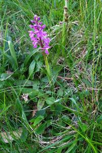 <i>Orchis mascula</i>