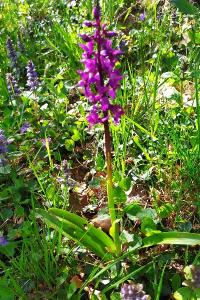 <i>Orchis mascula</i>