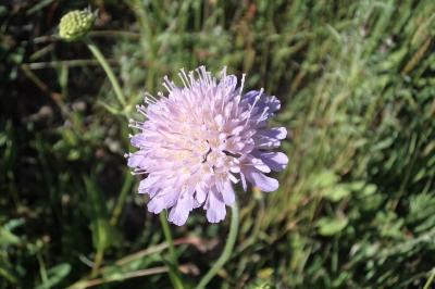<i>Knautia arvensis</i>
