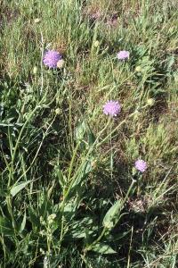 <i>Knautia arvensis</i>