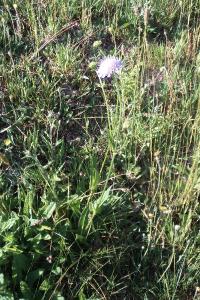 <i>Knautia arvensis</i>