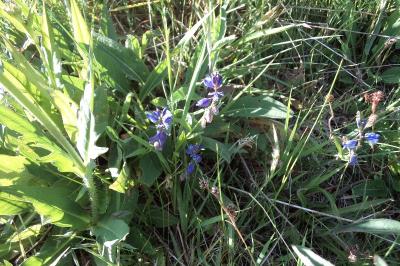 <i>Polygala vulgaris</i>