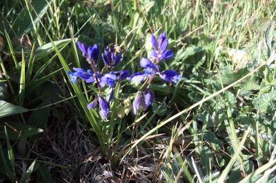 <i>Polygala vulgaris</i>