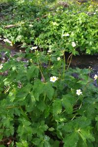 <i>Ranunculus aconitifolius</i>