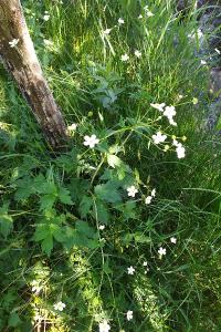 <i>Ranunculus aconitifolius</i>