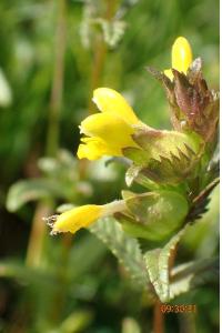 <i>Rhinanthus minor</i>