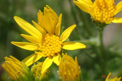 <i>Jacobaea vulgaris</i>
