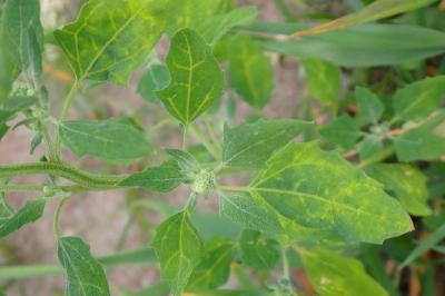 <i>Chenopodium album</i>