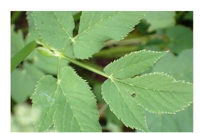 <i>Aegopodium podagraria</i>
