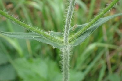 <i>Knautia dipsacifolia</i>