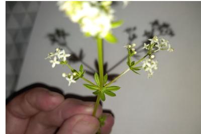 <i>Galium album</i>