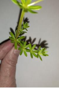 <i>Galium album</i>