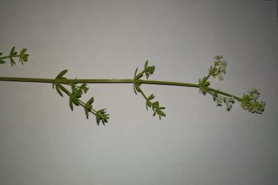 <i>Galium album</i>